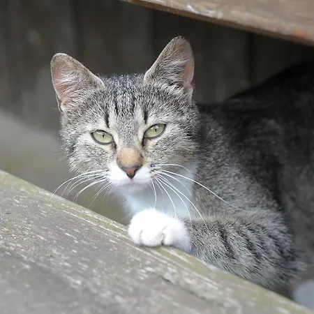 Oberschupferhof Alloggio per agriturismo Außervillgraten